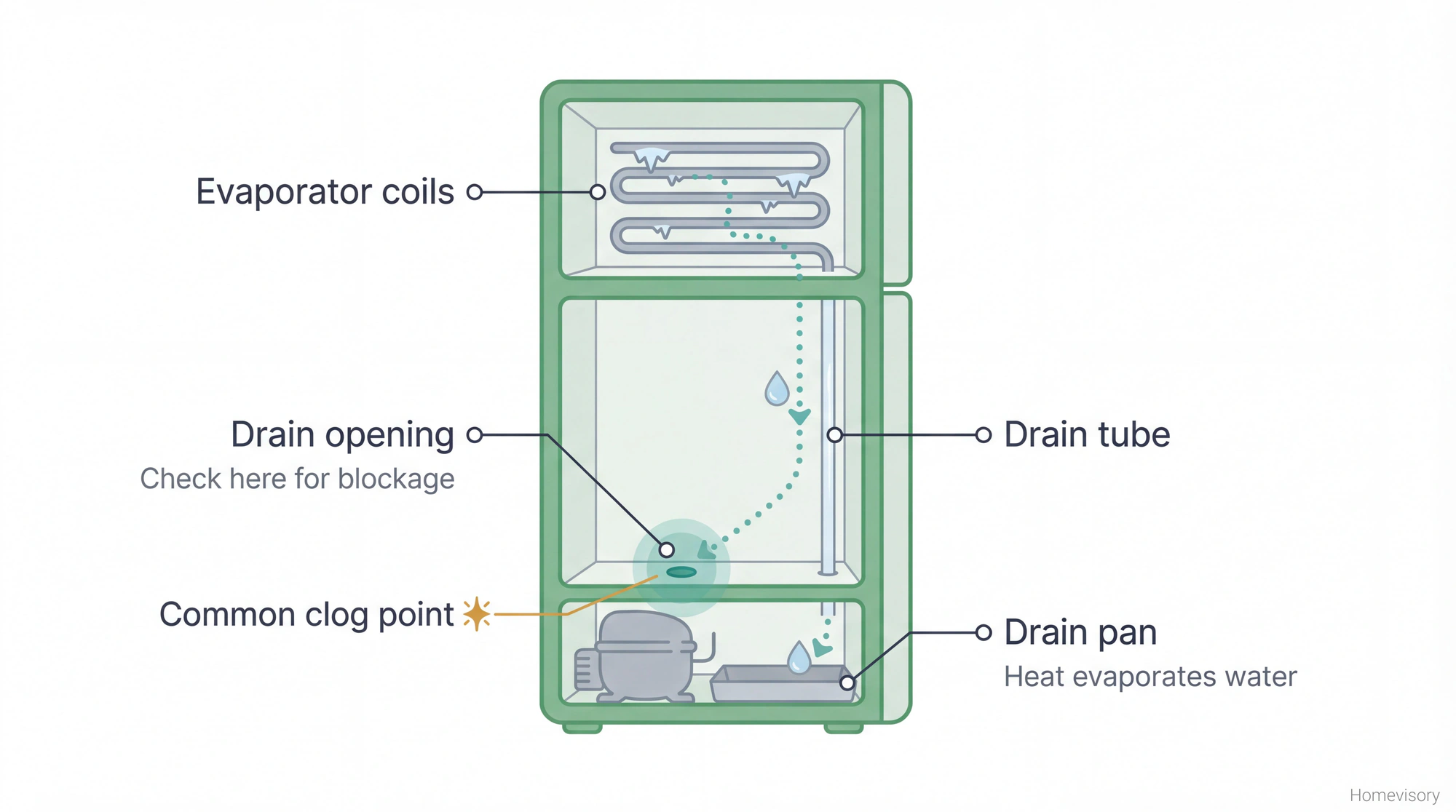Cross-section diagram of refrigerator showing defrost drain system: water flows from evaporator coils through drain opening, down tube, into drain pan where heat evaporates it